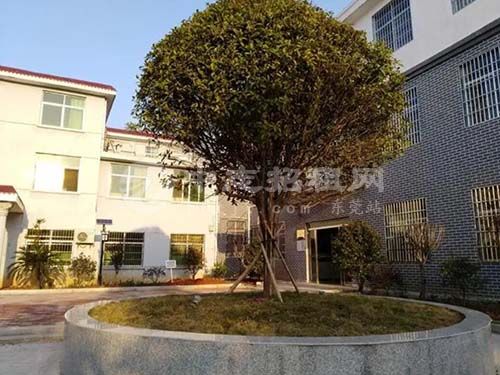 辦公樓前面種什么樹(shù)旺風(fēng)水 桂花樹(shù)